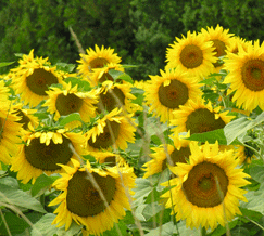 sunflowers