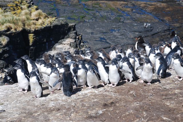 Huddled youngster Rockhoppers in their crèche