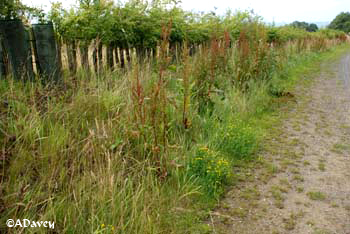 Hindhead planting