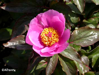 Wisley Paeony