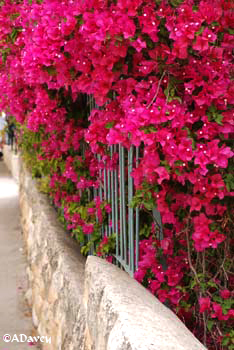 Bougainvillea