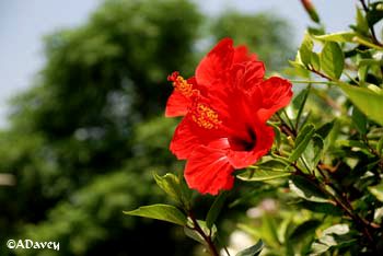 Hibiscus