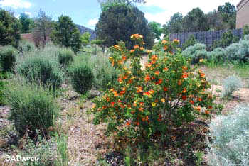 Museum Hill, Santa Fe