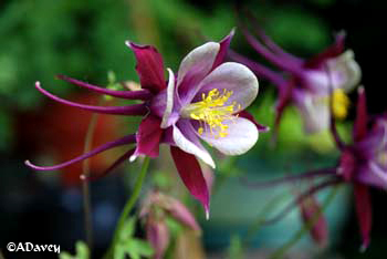 Aquilegia