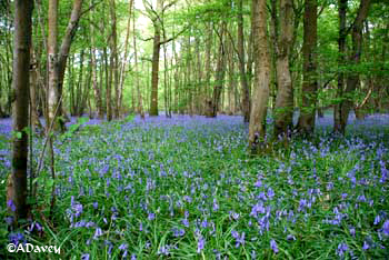 Sussex Bluebells