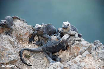 Galapagos baby Marine Iguana