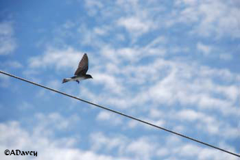 Grey-breasted Martin