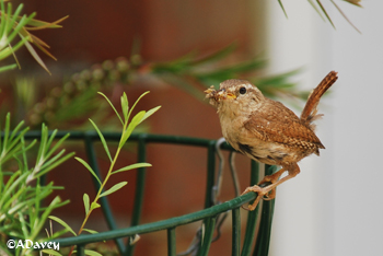 Wren