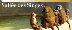 Vallee des Singes