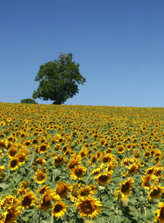 A field of sunflowers